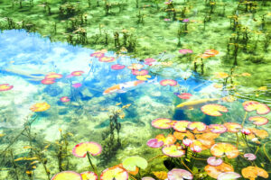 岐阜県関市板取の根道神社参道脇にある貯水池（通称モネの池）
