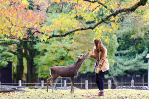紅葉の始まる公園で鹿に餌をあげる女性